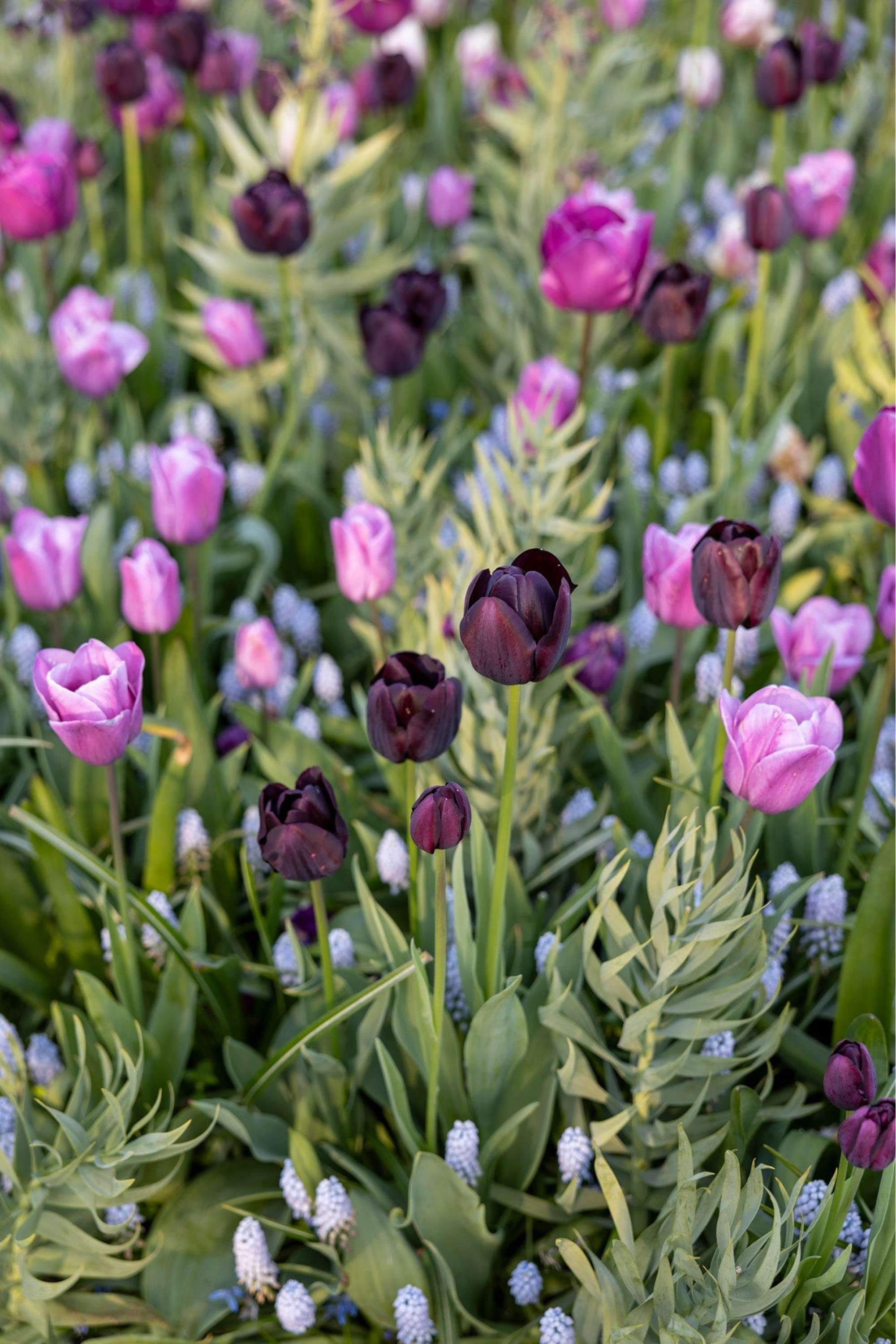 'Mystery' exklusiv lökmix